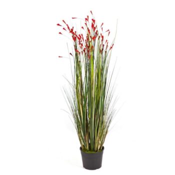 Coral grass w/red flowers