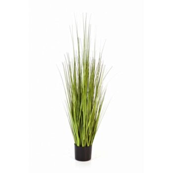 Variegated carex grass