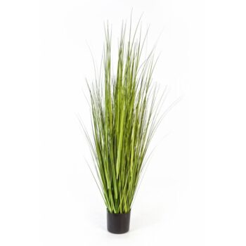 Variegated carex grass