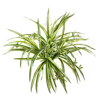 Spider plant bush x 6