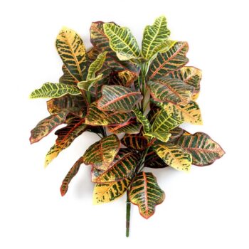 Croton plant x 3