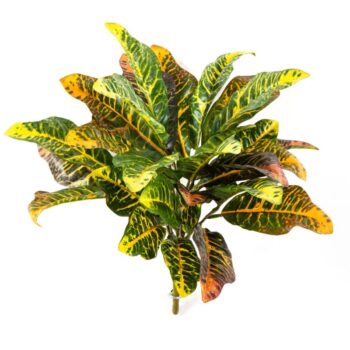 Croton leaf bush x 30