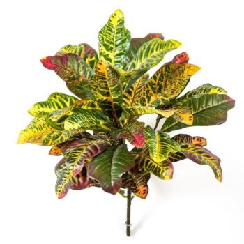 Croton leaf bush x 35