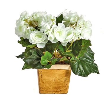 Begonia bush x 36 cream