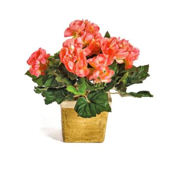 Begonia bush x 36