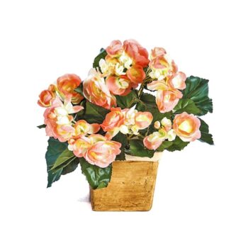 Begonia bush x 36 yellow/peach