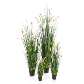Foxtail wild grass 60 cm w/flowers