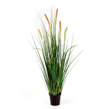 Foxtail wild grass 95 cm w/flowers