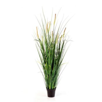 Foxtail wild grass 140 cm w/flowers
