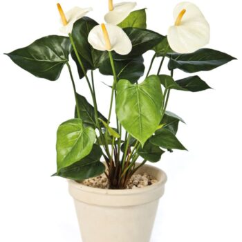 Anthurium de luxe cream