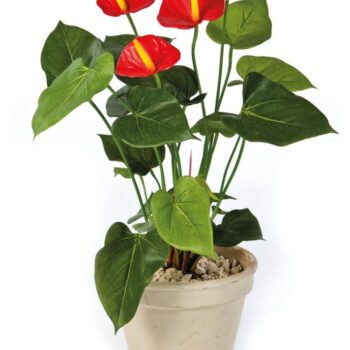 Anthurium de luxe red