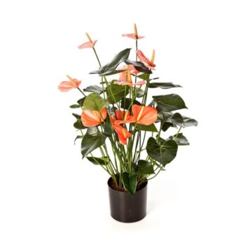 Anthurium de luxe w/pot pink