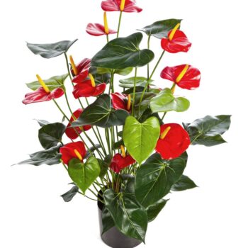 Anthurium deluxe w/pot red