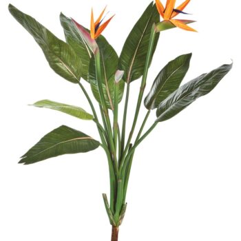 Strelitzia bush x 11