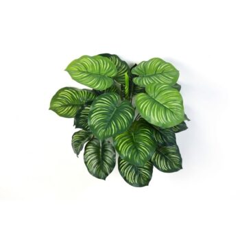 Calathea bush x 22