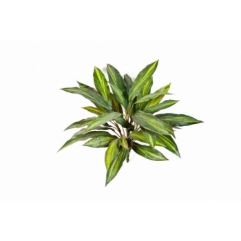 Dracaena bush x 36