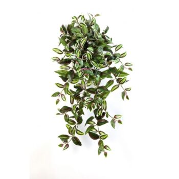 Wandering jew hanging bush x 12