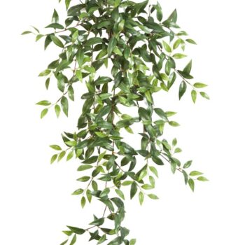 Tradescantia hanging bush x 15
