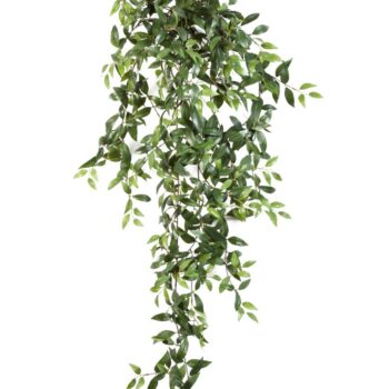 Tradescantia hanging bush x 18