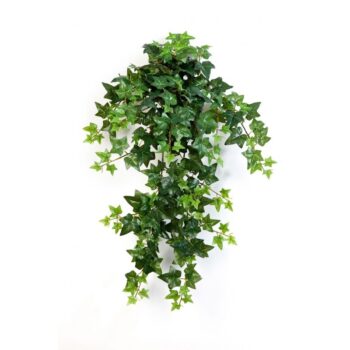 Green ivy hanging bush x 12