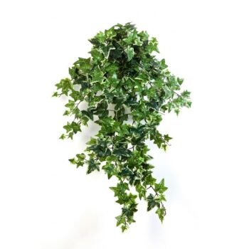 Variegated ivy hanging bush x 12