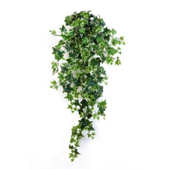 Variegated ivy hanging bush x 15
