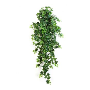 Green ivy hanging bush x 18