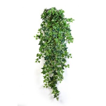 Variegated ivy hanging bush x 18