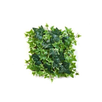 Variegated ivy mat 30x30 cm