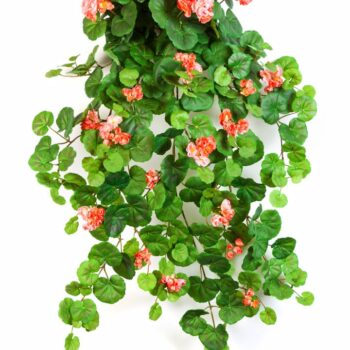 Geranium hanging bush x 12