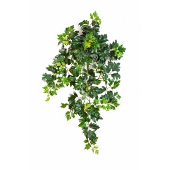 Grape ivy hanging bush x 7