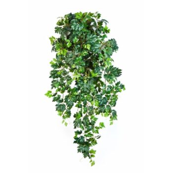 Grape ivy hanging bush x 12