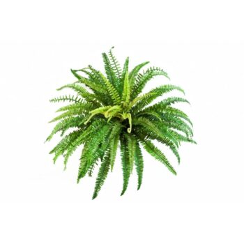 Forest fern x 76