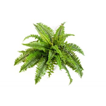 Boston fern x 31