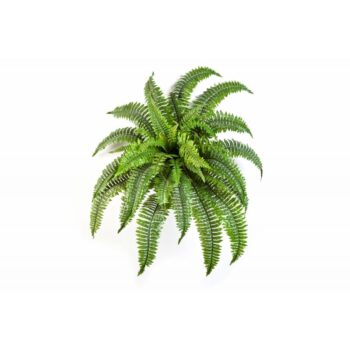Boston fern x 34