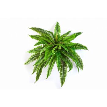 Boston fern x 42