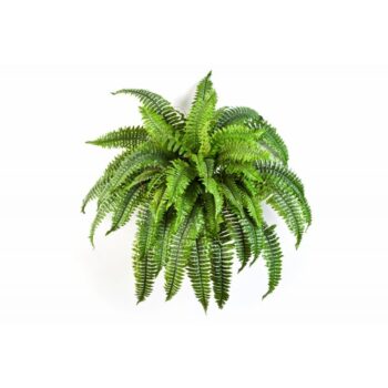 Boston fern x 50