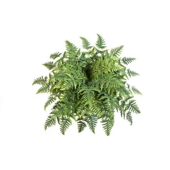Athyrium fern bush x 45