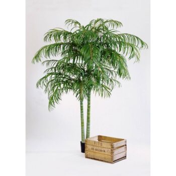 Areca palm de luxe x 2