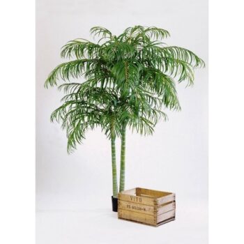 Areca palm de luxe x 2