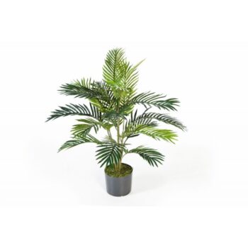Areca palm w/pot