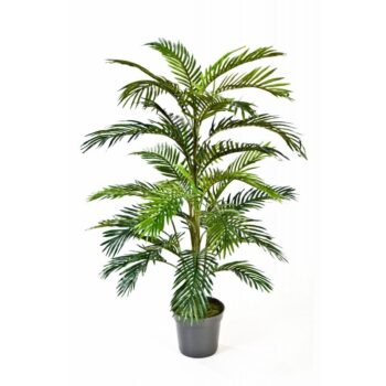 Areca palm w/pot