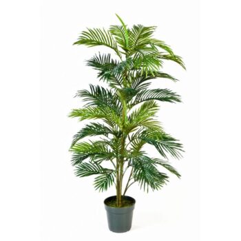 Areca palm w/pot