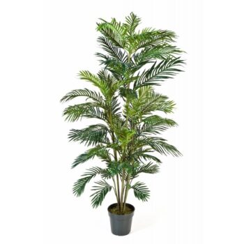 Areca palm w/pot