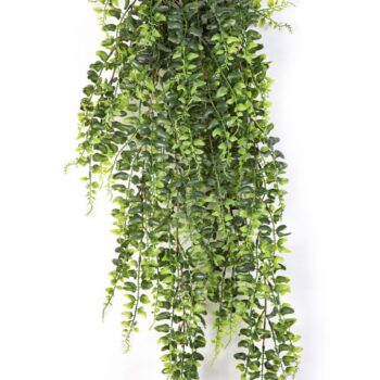 Boston fern hanging bush 75 cm