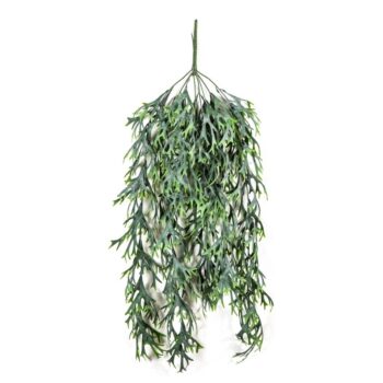 Staghorn hanging vine bush