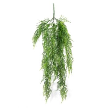 Asparagus hanging vine bush