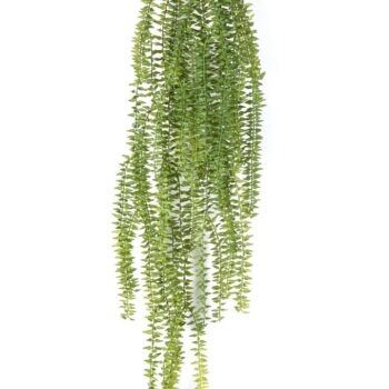 Tasselfern hanging bush