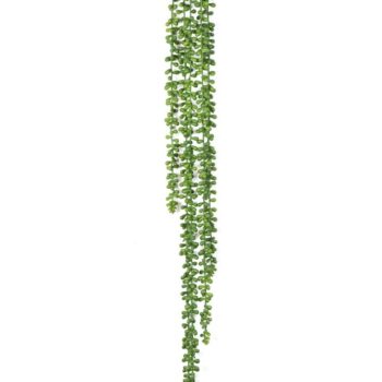 String of pearls hanging bush