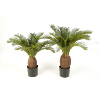 Cycas plant x 22 w/pot